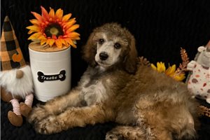 Thomas - puppy for sale