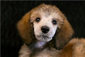 Teddy - puppy for sale