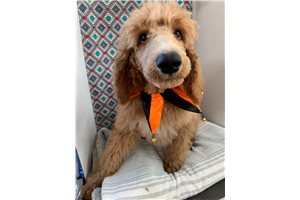 Little Red - Poodle, Standard for sale