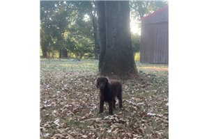Kai - Poodle, Standard for sale