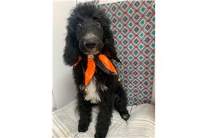 Ollie - Poodle, Standard for sale