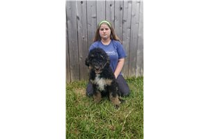 Peter - Bernedoodle for sale