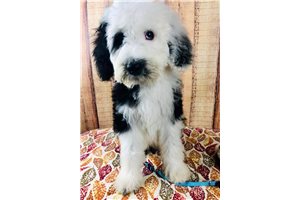 Toby - Sheepadoodle for sale