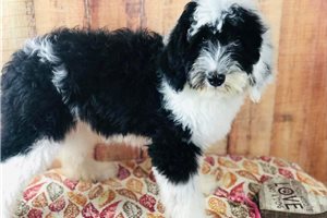 Cindy - Sheepadoodle for sale