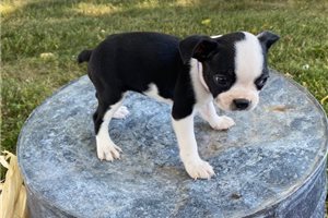 Autumn - Boston Terrier for sale