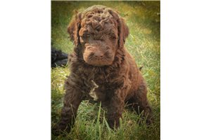 Stacey - Labradoodle for sale
