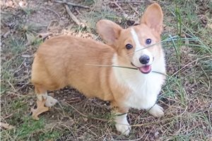 Beau - puppy for sale