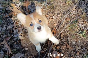 Daphne - puppy for sale