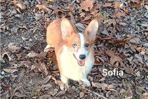Sofia - Corgi, Pembroke Welsh for sale