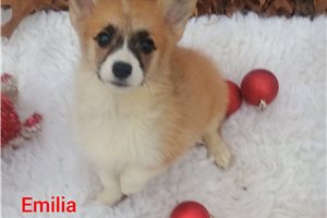 Emilia - puppy for sale