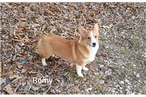 Romy - Corgi, Pembroke Welsh for sale