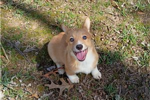 Alexander - Corgi, Pembroke Welsh for sale