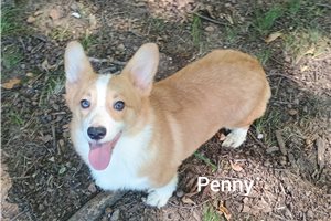 Penny - puppy for sale