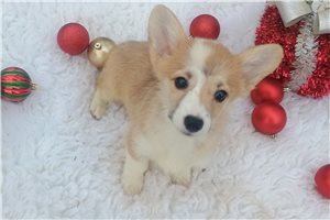 Audrey - puppy for sale