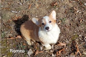 Romeo - Corgi, Pembroke Welsh for sale