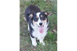 Holly - Corgi, Pembroke Welsh for sale