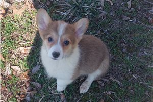 Dakota - puppy for sale