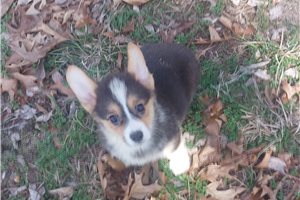 Nugget - puppy for sale