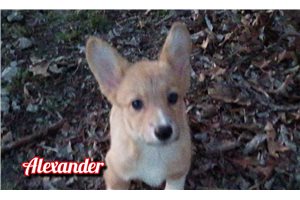 Alexander - Pembroke Welsh Corgi for sale