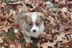 Ella - puppy for sale