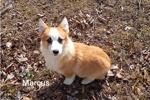 Marcus - Corgi, Pembroke Welsh for sale