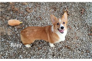 Riley - Corgi, Pembroke Welsh for sale