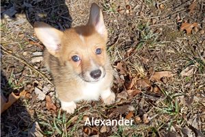 Alexander - Pembroke Welsh Corgi for sale