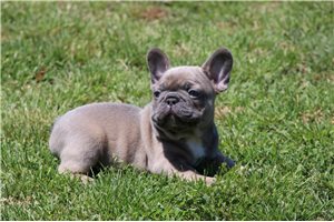 Enzo - French Bulldog for sale