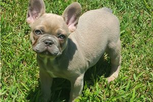 Stanford - French Bulldog for sale