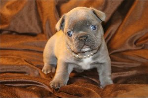 Suzie - French Bulldog for sale