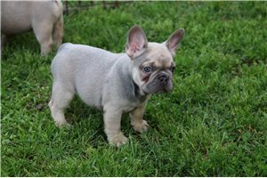 Everett - French Bulldog for sale