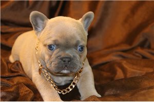 Stanford - French Bulldog for sale