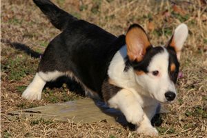 Maverick - puppy for sale