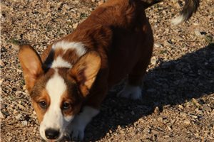 Mateo - Corgi, Cardigan Welsh for sale