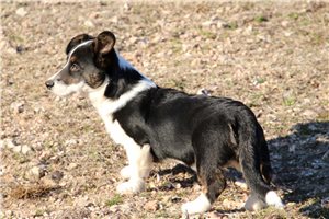 Michael - Corgi, Cardigan Welsh for sale