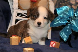 Finley - Corgi, Cardigan Welsh for sale