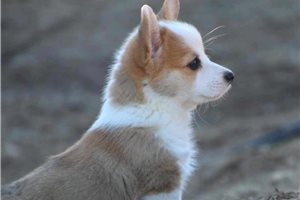 Hosanna - puppy for sale
