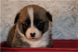 Norbit | Puppies For Sale at Pawrade