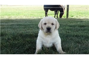 Ezra - puppy for sale