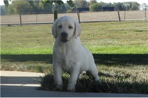 Emma - puppy for sale