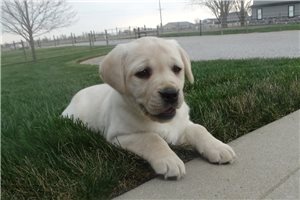 Zuri - Labrador Retriever for sale