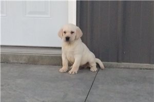Marlon - puppy for sale