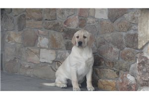 Evelyn - Labrador Retriever for sale