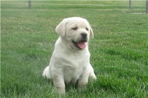 Zorro - Labrador Retriever for sale