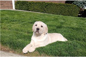 Zara - Labrador Retriever for sale