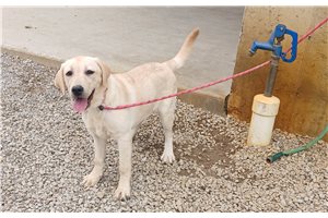 Zuri - Labrador Retriever for sale