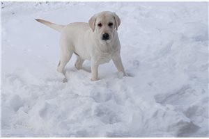 Dorothy - Labrador Retriever for sale