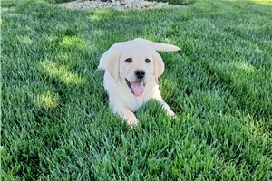 Casper - Labrador Retriever for sale