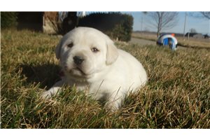 Zara - puppy for sale