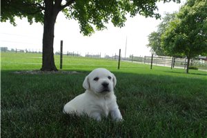 Mariah - puppy for sale